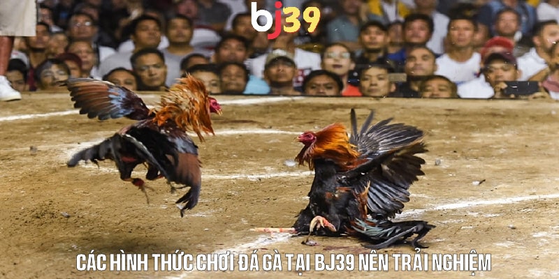 Các hình thức đá gà được ưa chuộng hiện nay
