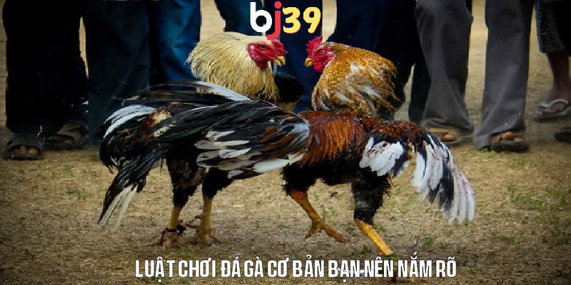 Luật chơi đá gà gì - Những quy tắc cơ bản cần biết
