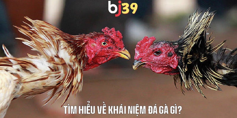 Khái niệm đá gà gì - Nguồn gốc và sự phổ biến